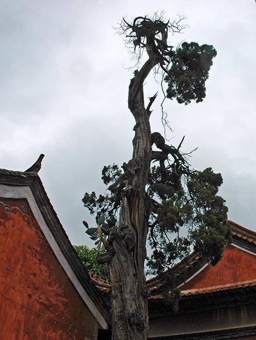 河源华锋 千年古树枯而不倒“后代”已成参天大树